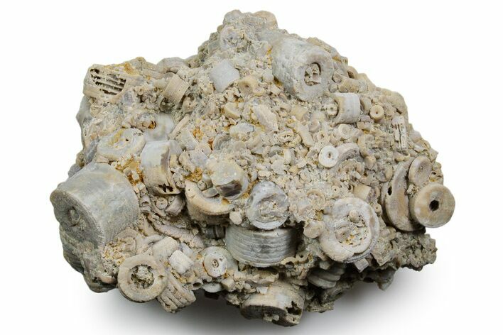 Mississippian Fossil Crinoid Stem Cluster - Kentucky #358732